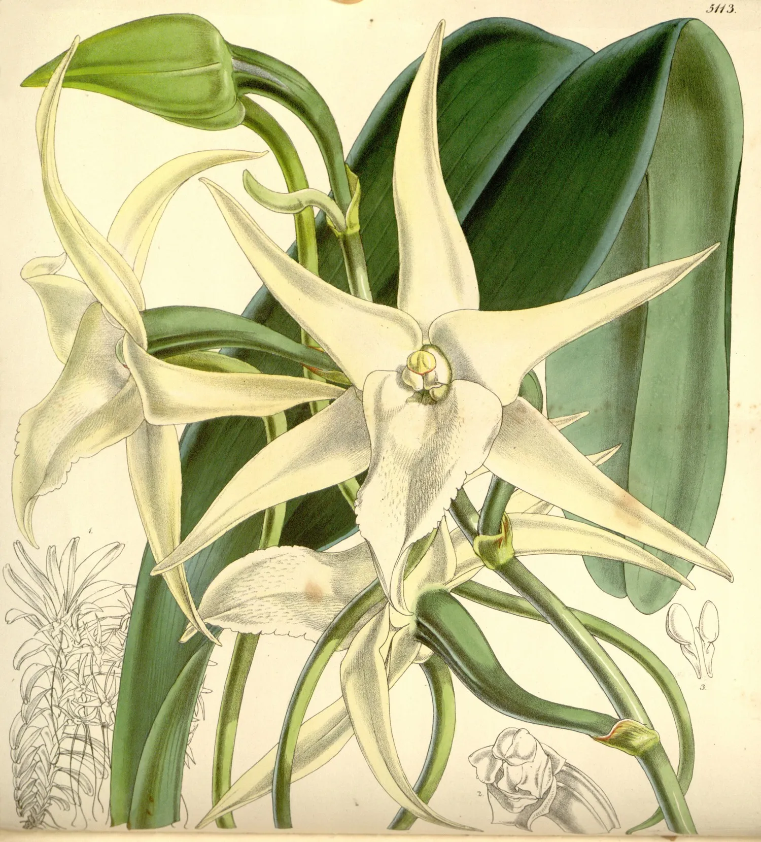 Planche botanique coloriée : une orchidée blanche en forme d'étoile à six branches, portée par une tige épaisse, avec de longs éperons verts qui pendent sous les fleurs, et des détails anatomiques en marge.