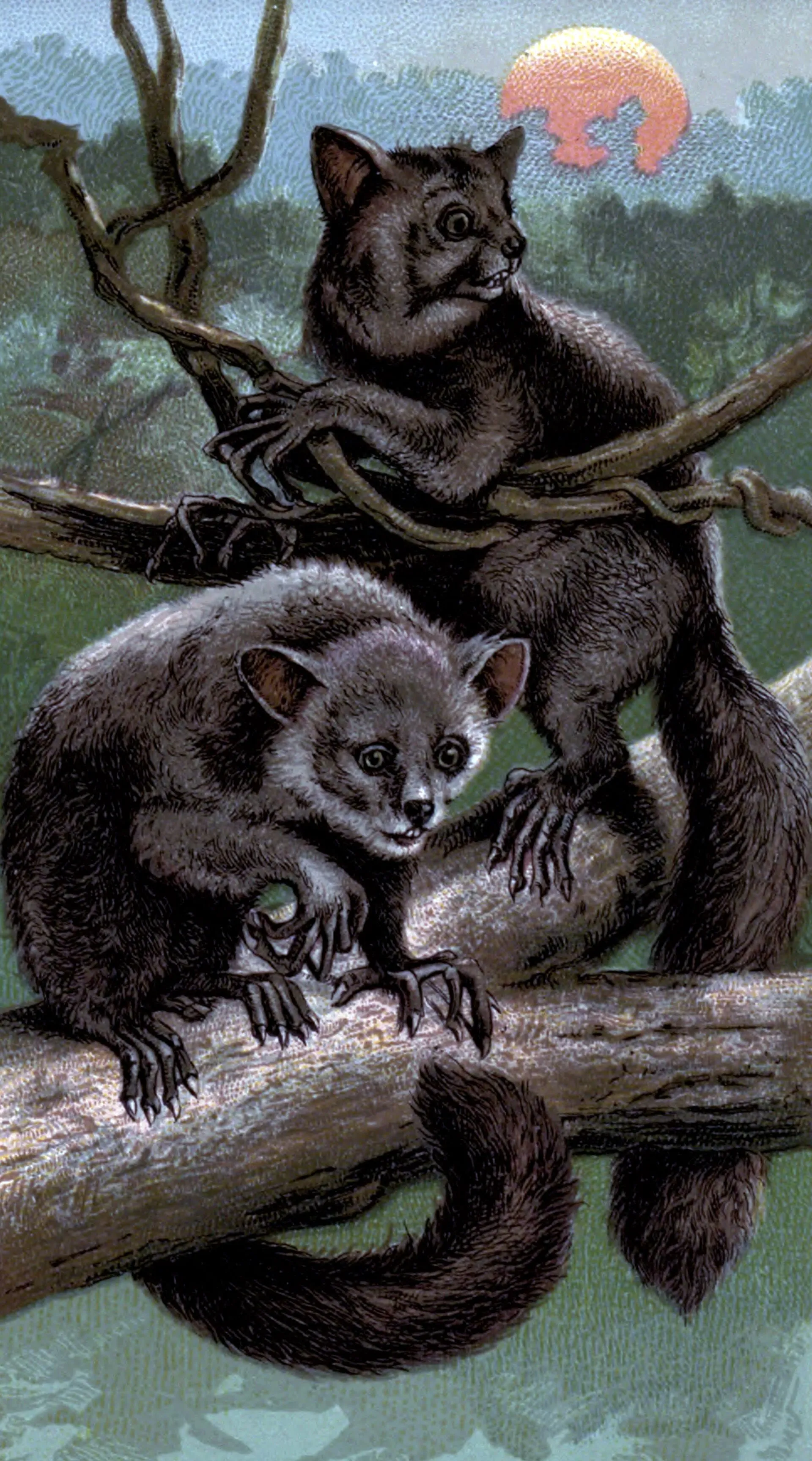 Chromolithographie de 1895 montrant deux aye-ayes sur une branche, au crépuscule.