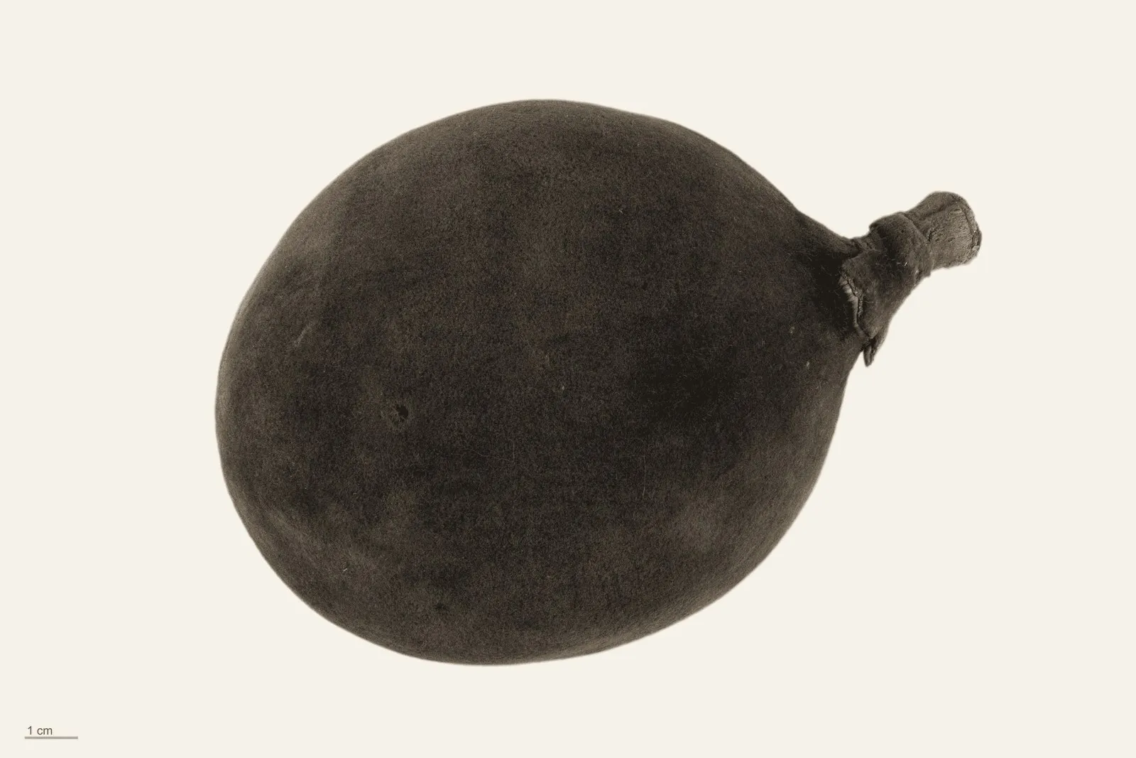 Photographie virée à l'encre : un fruit ovale à pédoncule court et épais, couvert d'un duvet ras, posé seul sur fond uni, avec une barre d'échelle d'un centimètre en bas à gauche.