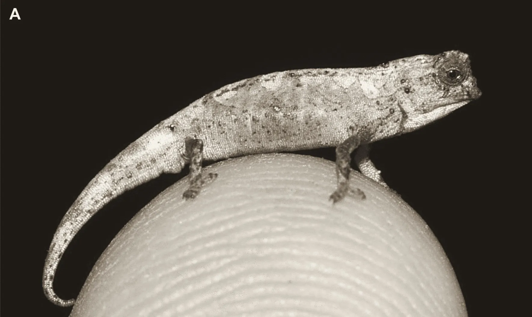 Un caméléon minuscule, vu de profil, perché sur le bout d'un doigt humain dont on distingue les crêtes de l'empreinte ; l'animal tient entièrement sur la pulpe.