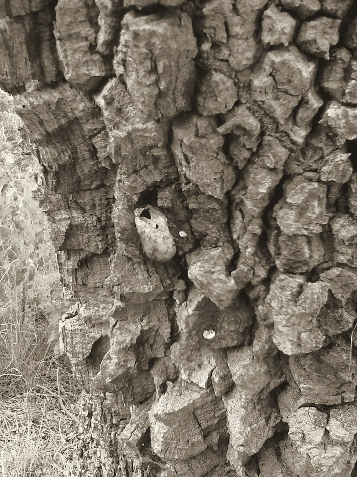 Photographie virée à l'encre : une écorce épaisse, fendue en plaques irrégulières, dans une crevasse de laquelle est logé un cocon ovale et lisse, percé d'une ouverture sombre à son extrémité.