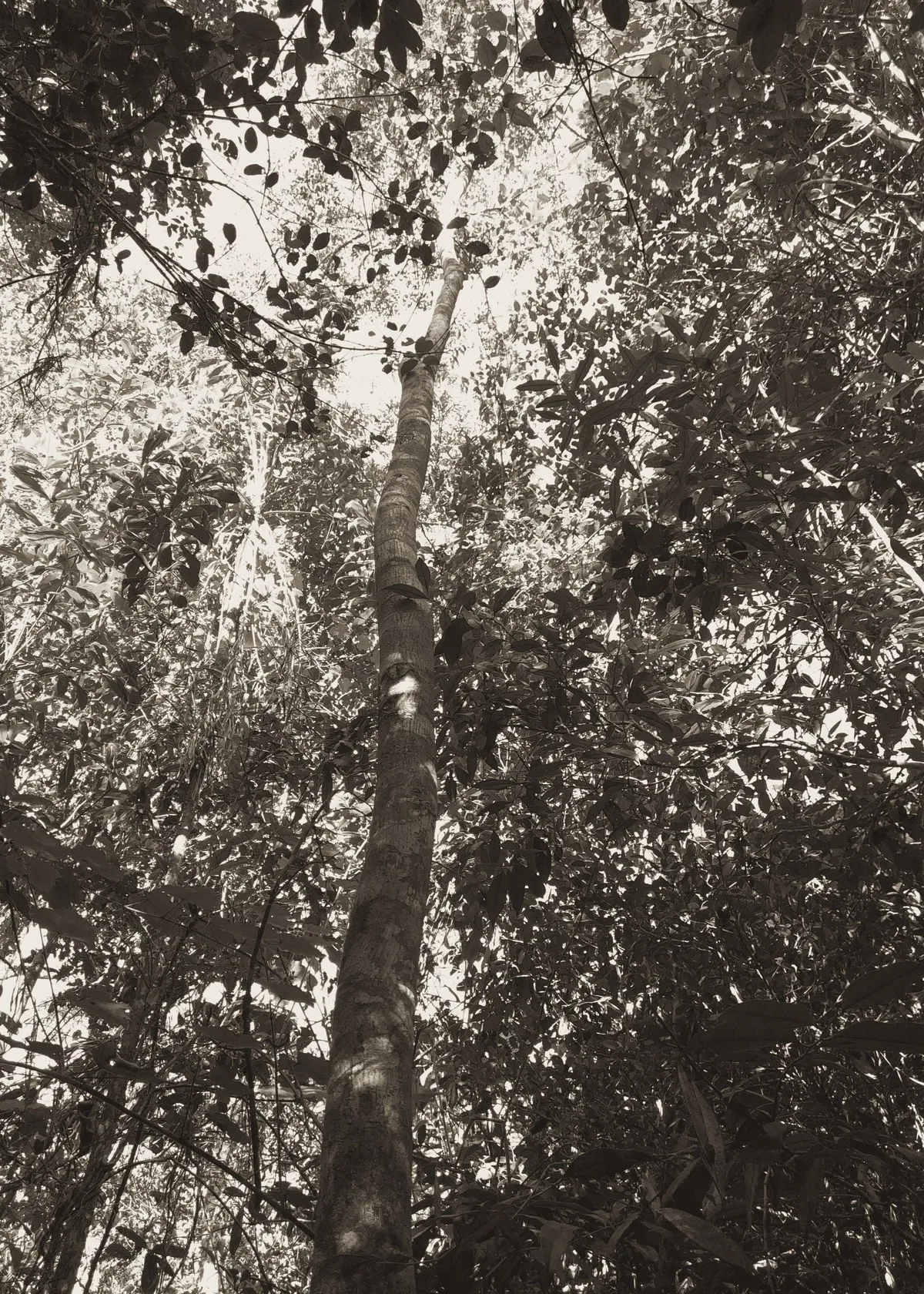Photographie virée à l'encre, prise en contre-plongée : un tronc rectiligne et mince qui monte à travers un fouillis de feuillages jusqu'à la lumière de la canopée.