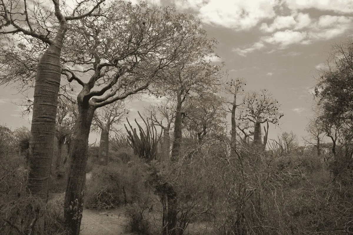 Photographie virée à l'encre : une formation basse et sèche, des baobabs à tronc renflé et lisse au premier plan, des tiges dressées et cannelées au milieu, un sol de sable clair et un fourré épineux qui occupe tout le sous-bois.