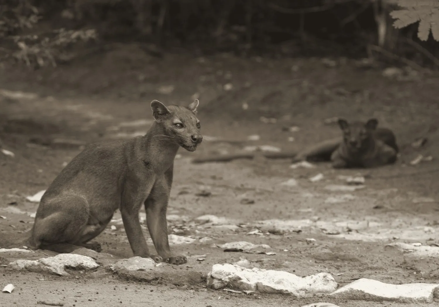 Un fossa assis de profil sur un sol de terre battue, corps allongé et longue queue, un second animal couché en arrière-plan.