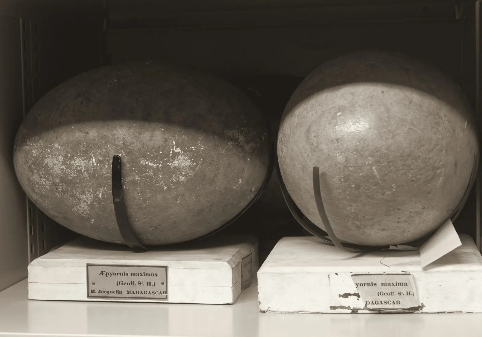 Deux œufs d'oiseau-éléphant sur leurs socles dans une réserve de muséum, chacun maintenu par une sangle, avec sous eux des étiquettes anciennes portant le nom de l'espèce et sa provenance.