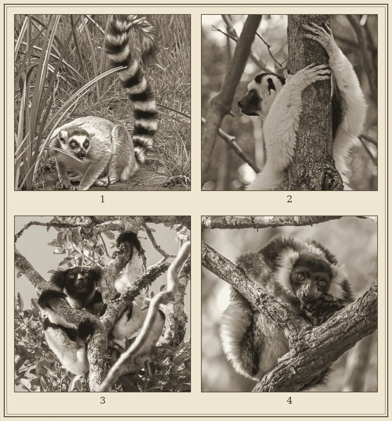 Planche de quatre photographies virées à l'encre : en haut à gauche un maki catta à queue annelée dans les herbes, en haut à droite un sifaka agrippé verticalement à un tronc, en bas à gauche un indri dans les branches, en bas à droite un vari noir et blanc lové sur une branche.