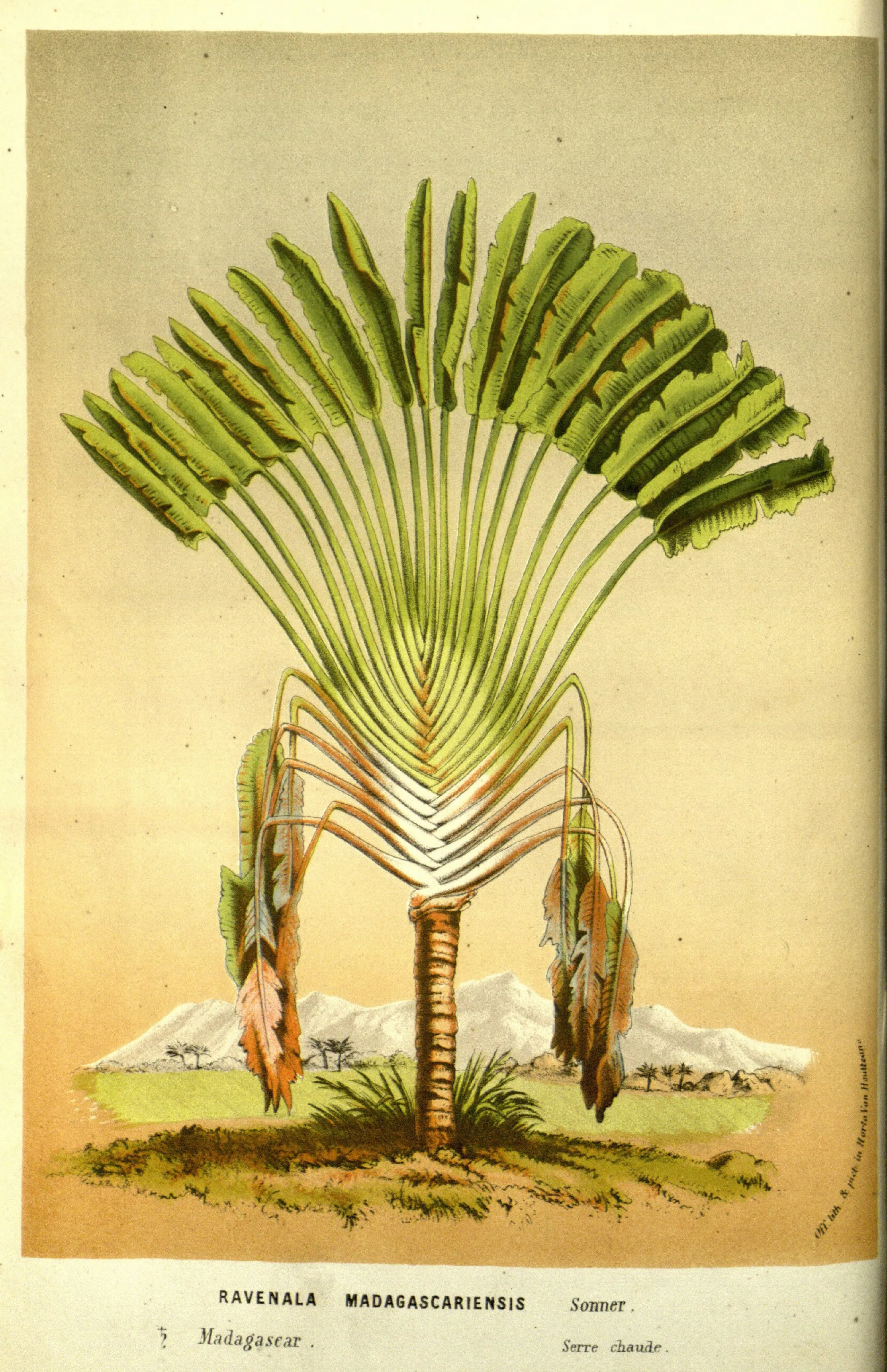 Lithographie coloriée : un arbre au tronc annelé portant une trentaine de longues feuilles en pagaie, toutes rangées dans un même plan et déployées en éventail, avec un paysage de plaine et de reliefs clairs derrière, et un cartouche imprimé en bas.