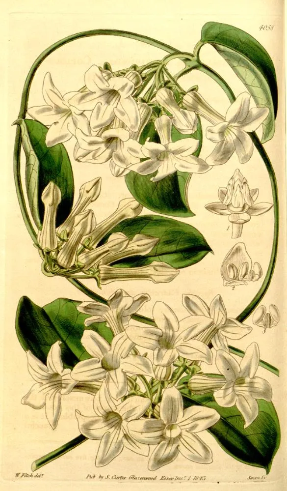 Planche botanique coloriée : une tige grimpante à feuilles ovales vert sombre, portant deux bouquets de fleurs blanc crème à long tube et cinq lobes étalés, avec trois détails de fleur disséqués dans la marge droite.