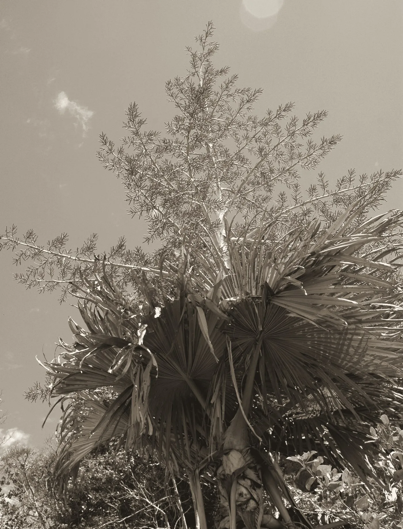 Photographie virée à l'encre, prise en contre-plongée : un palmier à grandes feuilles en éventail, surmonté d'une immense inflorescence ramifiée qui dépasse le feuillage et se découpe sur le ciel.