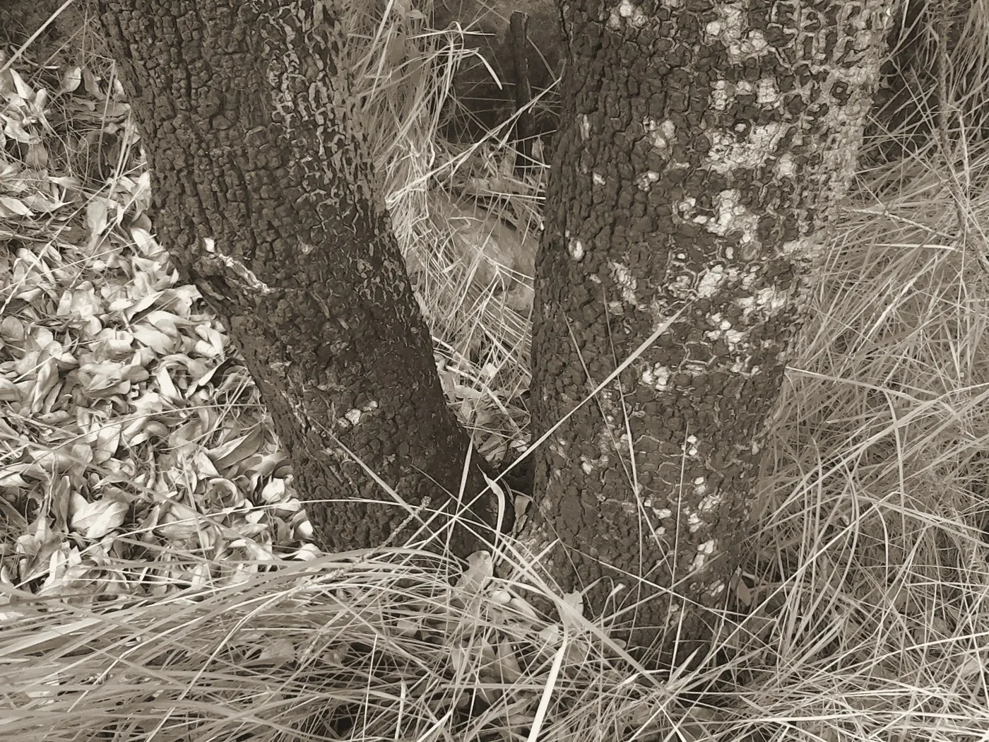 Photographie virée à l'encre : le pied de deux troncs à écorce très épaisse et crevassée en plaques, sortant d'un tapis d'herbes sèches et de feuilles mortes.