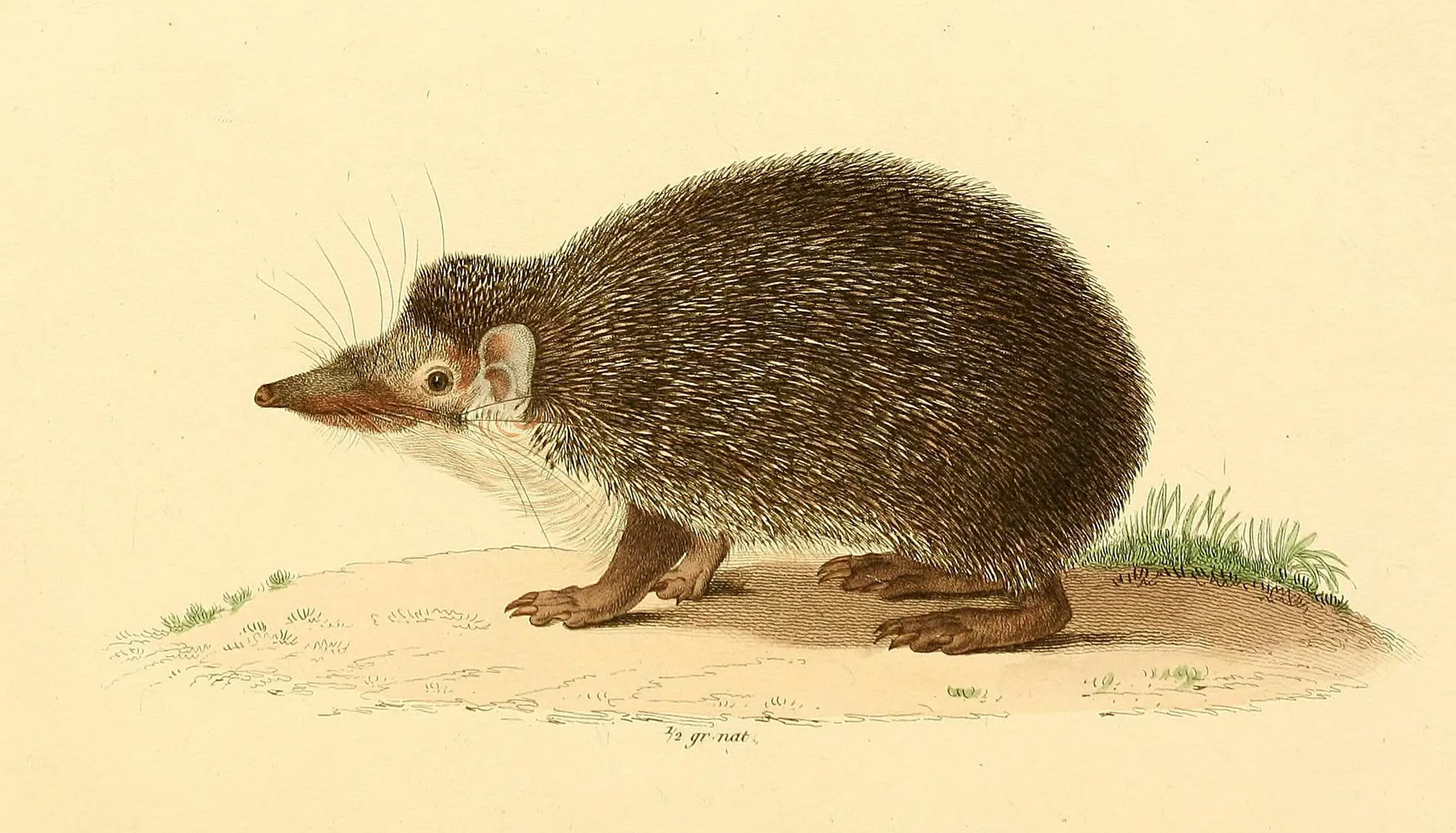 Lithographie coloriée de 1839 : un tenrec hérisson de profil sur un tertre herbeux, museau pointu et long, dos couvert d'épines brunes.
